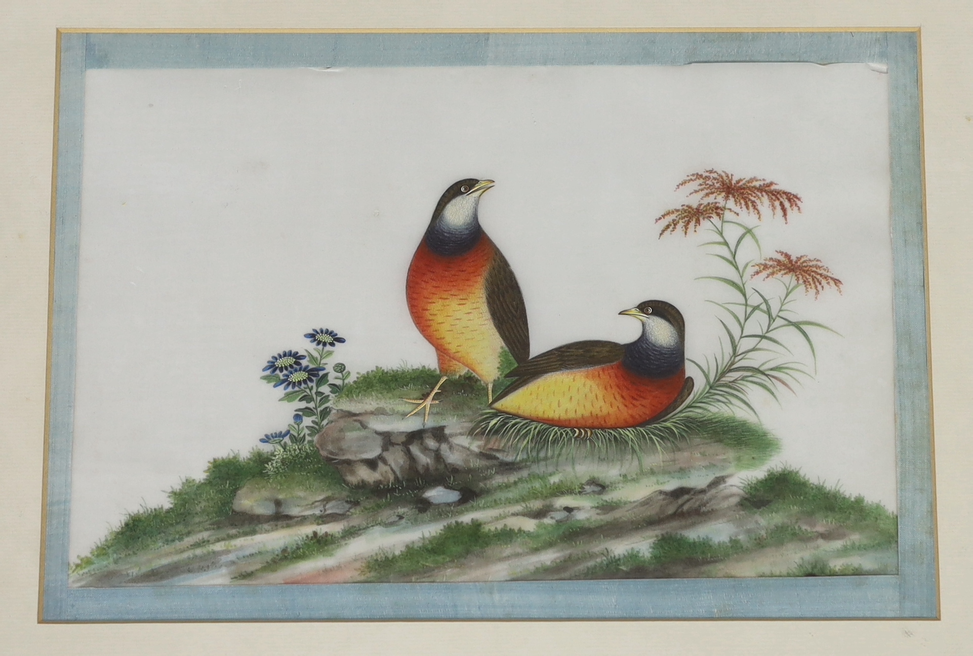 A set of thirteen Chinese pith paintings of birds perched on branches, Daoguang period (1821-50)